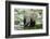 Kenya, Amboseli NP, Elephants in Wet Grassland in Cloudy Weather-Anthony Asael-Framed Photographic Print