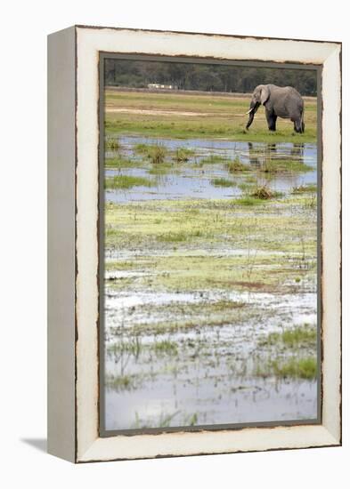 Kenya, Amboseli NP, Elephants in Wet Grassland in Cloudy Weather-Anthony Asael-Framed Premier Image Canvas