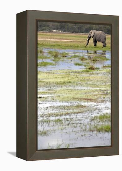 Kenya, Amboseli NP, Elephants in Wet Grassland in Cloudy Weather-Anthony Asael-Framed Premier Image Canvas