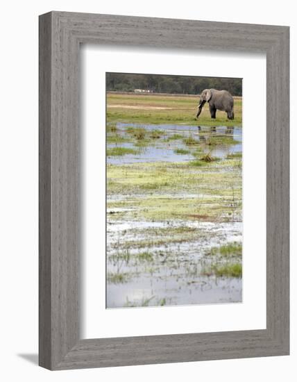 Kenya, Amboseli NP, Elephants in Wet Grassland in Cloudy Weather-Anthony Asael-Framed Photographic Print