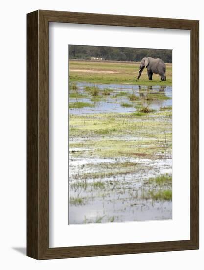 Kenya, Amboseli NP, Elephants in Wet Grassland in Cloudy Weather-Anthony Asael-Framed Photographic Print