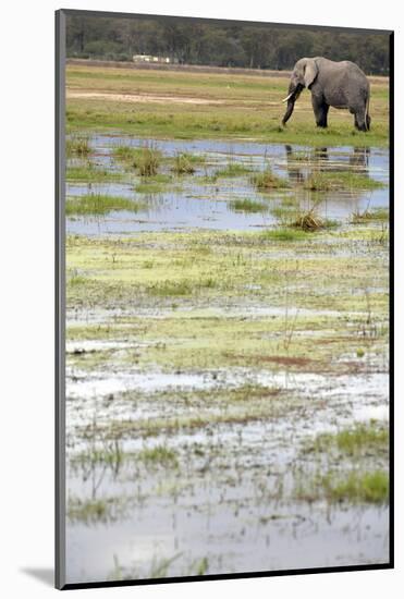 Kenya, Amboseli NP, Elephants in Wet Grassland in Cloudy Weather-Anthony Asael-Mounted Photographic Print