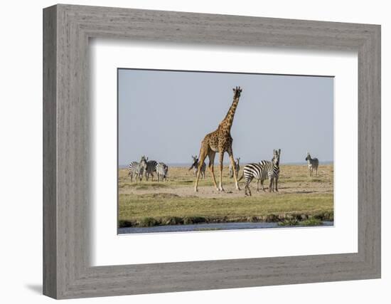 Kenya, Amboseli NP, Maasai Giraffe with Burchell's Zebra at Water Hole-Alison Jones-Framed Photographic Print