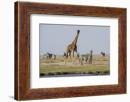 Kenya, Amboseli NP, Maasai Giraffe with Burchell's Zebra at Water Hole-Alison Jones-Framed Photographic Print