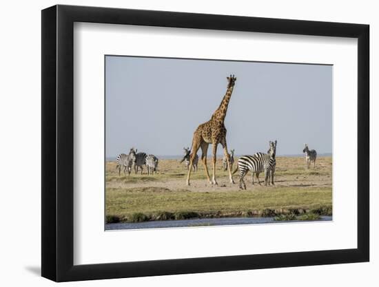 Kenya, Amboseli NP, Maasai Giraffe with Burchell's Zebra at Water Hole-Alison Jones-Framed Photographic Print