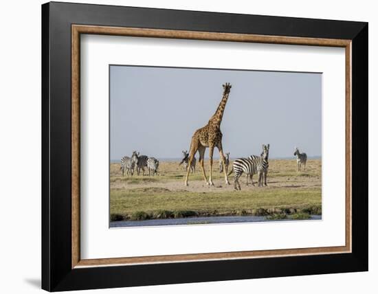 Kenya, Amboseli NP, Maasai Giraffe with Burchell's Zebra at Water Hole-Alison Jones-Framed Photographic Print