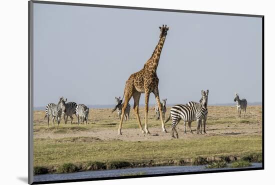 Kenya, Amboseli NP, Maasai Giraffe with Burchell's Zebra at Water Hole-Alison Jones-Mounted Photographic Print