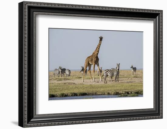 Kenya, Amboseli NP, Maasai Giraffe with Burchell's Zebra at Water Hole-Alison Jones-Framed Photographic Print
