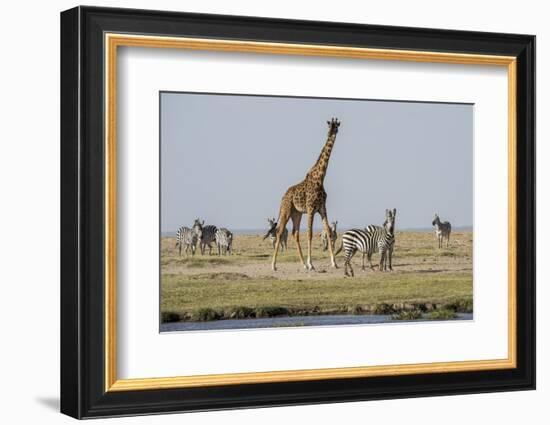 Kenya, Amboseli NP, Maasai Giraffe with Burchell's Zebra at Water Hole-Alison Jones-Framed Photographic Print