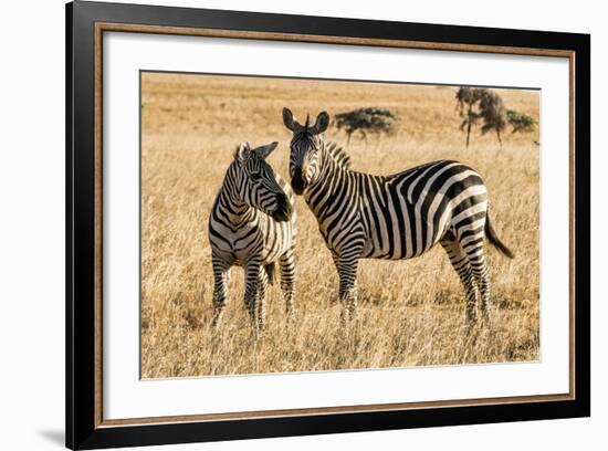 Kenya, Chyulu Hills, Mbirikani, Pair of Burchell's Zebra-Alison Jones-Framed Photographic Print