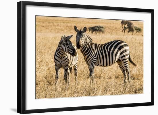 Kenya, Chyulu Hills, Mbirikani, Pair of Burchell's Zebra-Alison Jones-Framed Photographic Print