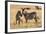 Kenya, Chyulu Hills, Mbirikani, Pair of Burchell's Zebra-Alison Jones-Framed Photographic Print