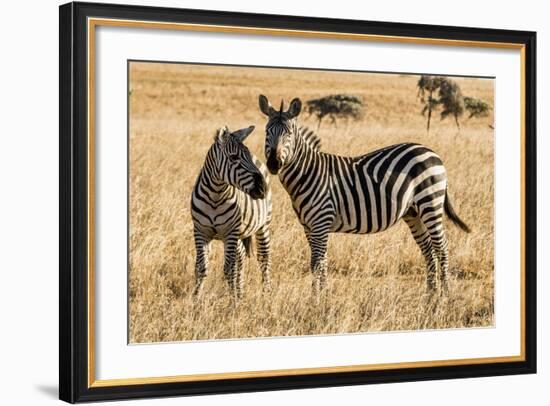 Kenya, Chyulu Hills, Mbirikani, Pair of Burchell's Zebra-Alison Jones-Framed Photographic Print