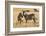 Kenya, Chyulu Hills, Mbirikani, Pair of Burchell's Zebra-Alison Jones-Framed Photographic Print