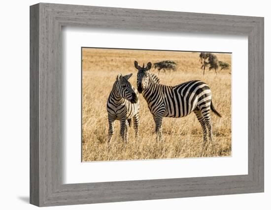 Kenya, Chyulu Hills, Mbirikani, Pair of Burchell's Zebra-Alison Jones-Framed Photographic Print