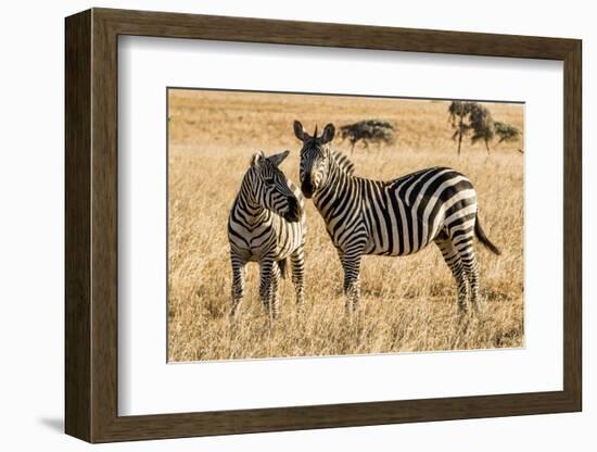 Kenya, Chyulu Hills, Mbirikani, Pair of Burchell's Zebra-Alison Jones-Framed Photographic Print