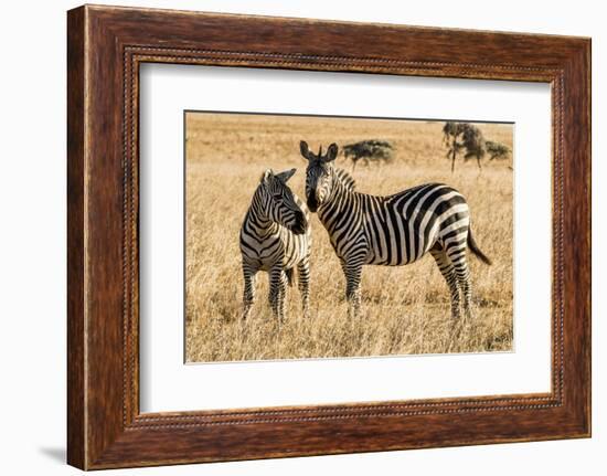 Kenya, Chyulu Hills, Mbirikani, Pair of Burchell's Zebra-Alison Jones-Framed Photographic Print