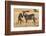 Kenya, Chyulu Hills, Mbirikani, Pair of Burchell's Zebra-Alison Jones-Framed Photographic Print