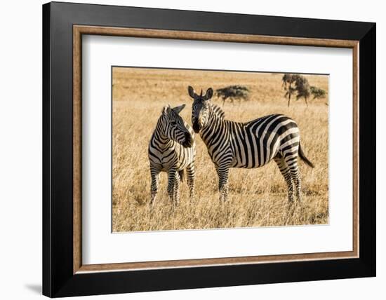 Kenya, Chyulu Hills, Mbirikani, Pair of Burchell's Zebra-Alison Jones-Framed Photographic Print