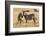 Kenya, Chyulu Hills, Mbirikani, Pair of Burchell's Zebra-Alison Jones-Framed Photographic Print