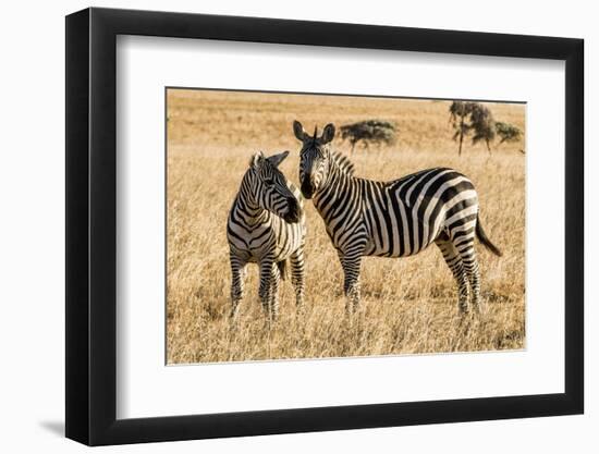 Kenya, Chyulu Hills, Mbirikani, Pair of Burchell's Zebra-Alison Jones-Framed Photographic Print