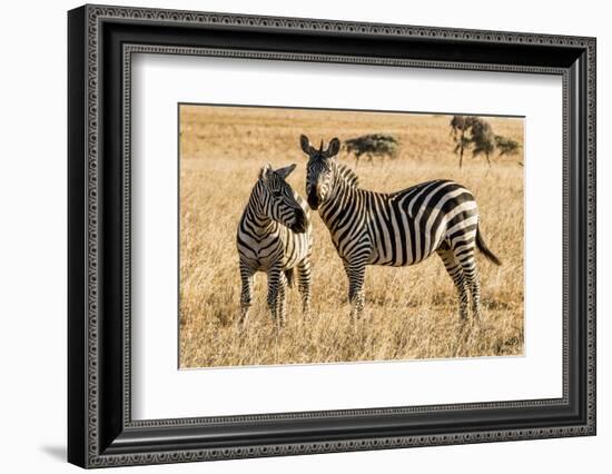 Kenya, Chyulu Hills, Mbirikani, Pair of Burchell's Zebra-Alison Jones-Framed Photographic Print