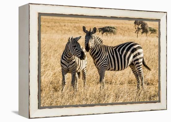 Kenya, Chyulu Hills, Mbirikani, Pair of Burchell's Zebra-Alison Jones-Framed Premier Image Canvas