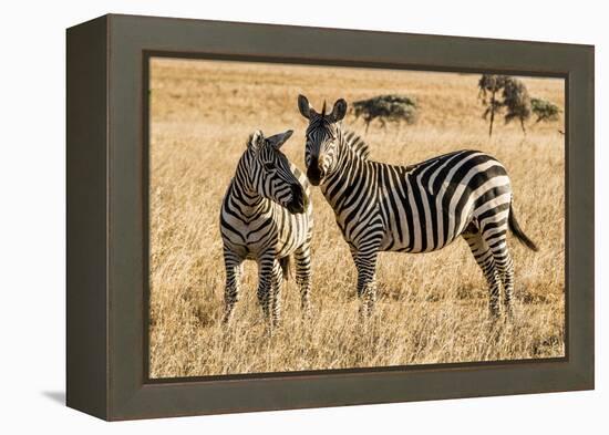 Kenya, Chyulu Hills, Mbirikani, Pair of Burchell's Zebra-Alison Jones-Framed Premier Image Canvas