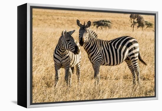 Kenya, Chyulu Hills, Mbirikani, Pair of Burchell's Zebra-Alison Jones-Framed Premier Image Canvas