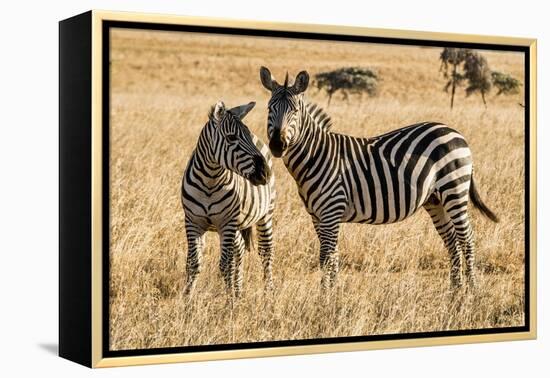 Kenya, Chyulu Hills, Mbirikani, Pair of Burchell's Zebra-Alison Jones-Framed Premier Image Canvas