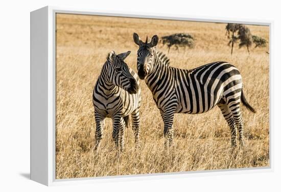 Kenya, Chyulu Hills, Mbirikani, Pair of Burchell's Zebra-Alison Jones-Framed Premier Image Canvas