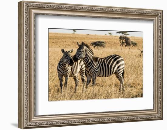 Kenya, Chyulu Hills, Mbirikani, Pair of Burchell's Zebra-Alison Jones-Framed Photographic Print