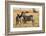 Kenya, Chyulu Hills, Mbirikani, Pair of Burchell's Zebra-Alison Jones-Framed Photographic Print