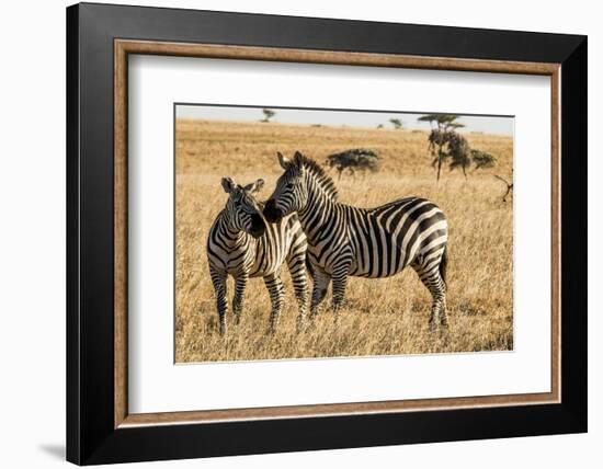 Kenya, Chyulu Hills, Mbirikani, Pair of Burchell's Zebra-Alison Jones-Framed Photographic Print