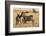 Kenya, Chyulu Hills, Mbirikani, Pair of Burchell's Zebra-Alison Jones-Framed Photographic Print