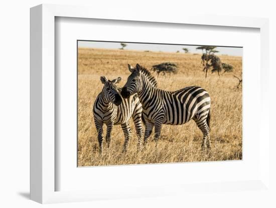 Kenya, Chyulu Hills, Mbirikani, Pair of Burchell's Zebra-Alison Jones-Framed Photographic Print