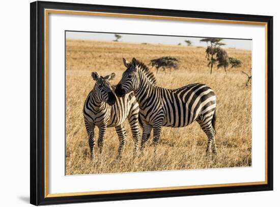 Kenya, Chyulu Hills, Mbirikani, Pair of Burchell's Zebra-Alison Jones-Framed Photographic Print