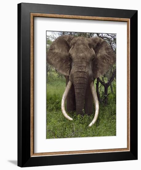 Kenya, Chyulu Hills, Ol Donyo Wuas; a Bull Elephant with Massive Tusks Browses in the Bush-John Warburton-lee-Framed Photographic Print