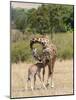 Kenya, Giraffe, mother, baby feeding-George Theodore-Mounted Photographic Print