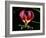 Kenya, Gloriosa Superba, a Spectacular Flower Earning the Popular Name of the Flame Lily-Nigel Pavitt-Framed Photographic Print