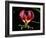 Kenya, Gloriosa Superba, a Spectacular Flower Earning the Popular Name of the Flame Lily-Nigel Pavitt-Framed Photographic Print