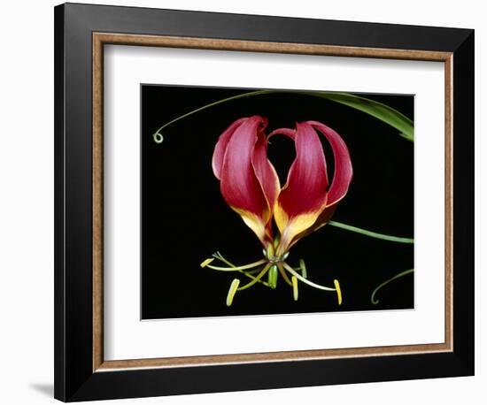 Kenya, Gloriosa Superba, a Spectacular Flower Earning the Popular Name of the Flame Lily-Nigel Pavitt-Framed Premium Photographic Print