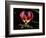 Kenya, Gloriosa Superba, a Spectacular Flower Earning the Popular Name of the Flame Lily-Nigel Pavitt-Framed Premium Photographic Print