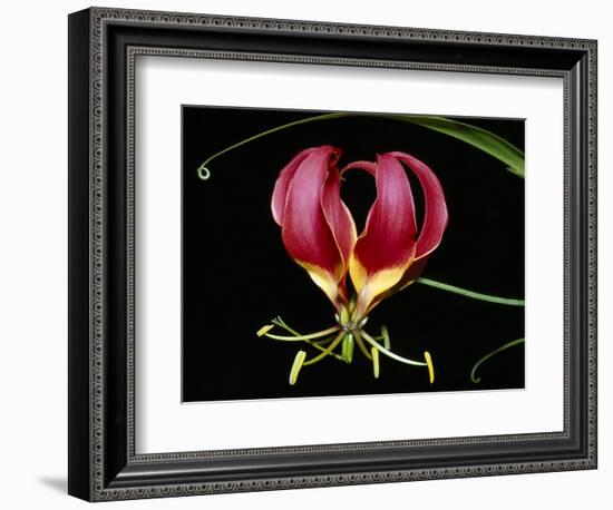 Kenya, Gloriosa Superba, a Spectacular Flower Earning the Popular Name of the Flame Lily-Nigel Pavitt-Framed Premium Photographic Print