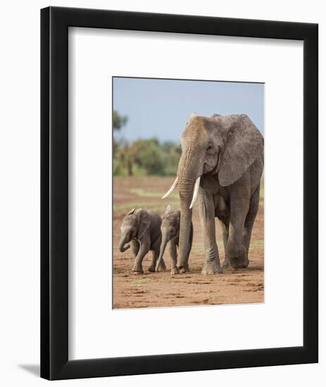 Kenya, Kajiado County, Amboseli National Park. a Female African Elephant with Two Small Babies.-Nigel Pavitt-Framed Photographic Print
