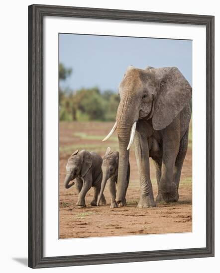 Kenya, Kajiado County, Amboseli National Park. a Female African Elephant with Two Small Babies.-Nigel Pavitt-Framed Photographic Print