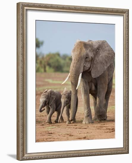 Kenya, Kajiado County, Amboseli National Park. a Female African Elephant with Two Small Babies.-Nigel Pavitt-Framed Photographic Print