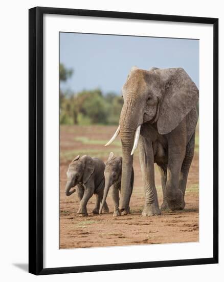 Kenya, Kajiado County, Amboseli National Park. a Female African Elephant with Two Small Babies.-Nigel Pavitt-Framed Photographic Print