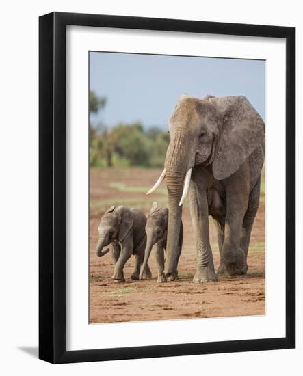 Kenya, Kajiado County, Amboseli National Park. a Female African Elephant with Two Small Babies.-Nigel Pavitt-Framed Photographic Print