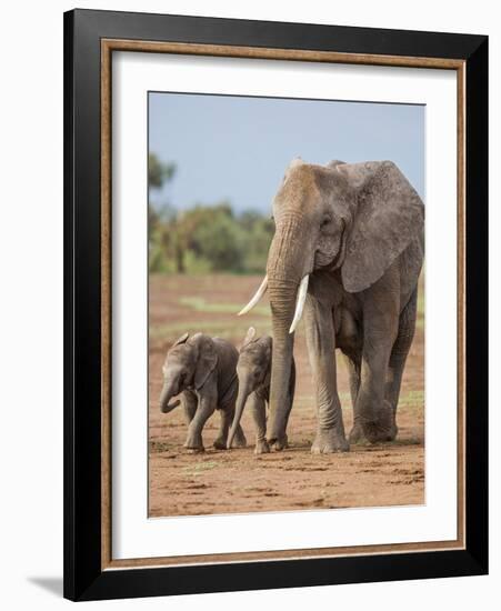 Kenya, Kajiado County, Amboseli National Park. a Female African Elephant with Two Small Babies.-Nigel Pavitt-Framed Photographic Print